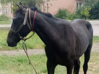 公马, Priob horse — 照片 2