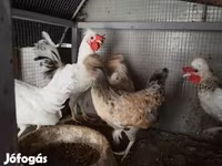 Chickens — عکس 2