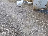 Geese — fotografija 2