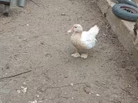 Ducks — Foto 6
