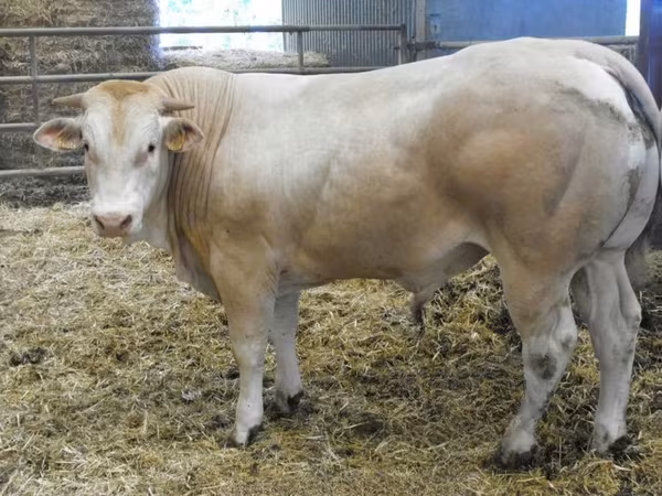 Bull, Blonde d’Aquitane cattle