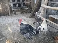 Turkeys — عکس 4