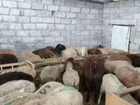نعجة, الأغنام — الصورة 3