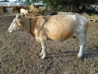 گاو ماده, Simmental cattle — عکس 5