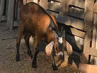بز نر, بز — عکس 4