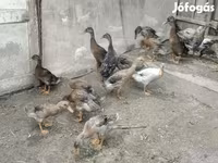 Ducks — fotografija 2