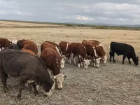 Toro, Mucca kazaka a testa bianca — foto 2