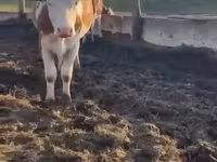 วัวตัวเมีย, Simmental cattle — รูปภาพ 3