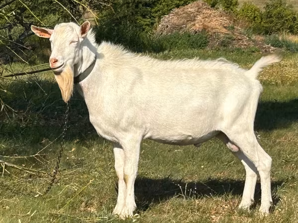 숫염소, Saanen goat — 몰도바