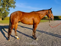 Aygʻir, Quarter Horse — 1-rasm