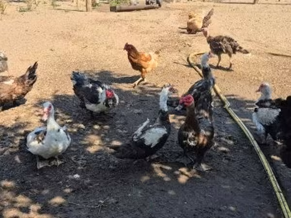 Ducks