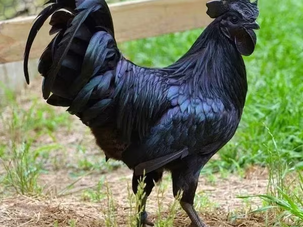 Ayam Cemani — Armenia