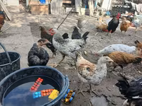 Chickens — الصورة 3