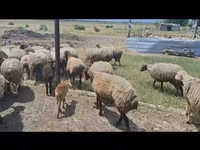 میش, گوسفند — عکس 4