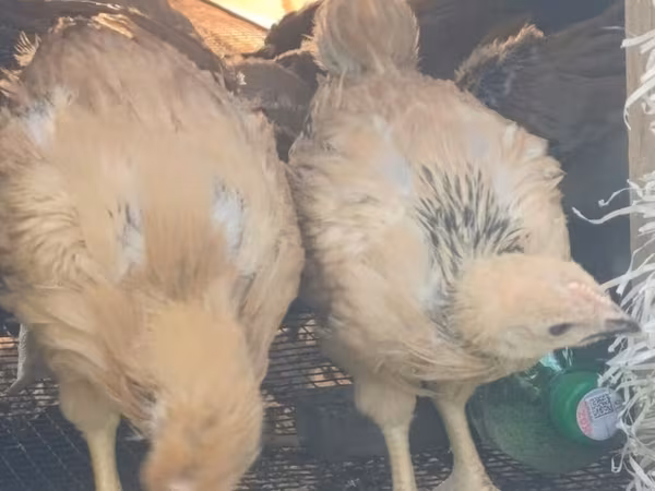 Chickens
