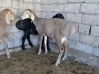 雄羊, Arashan sheep — 写真 5