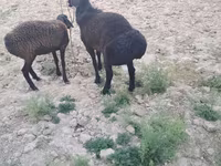 مینڈھا, بھیڑیں — تصویر 8