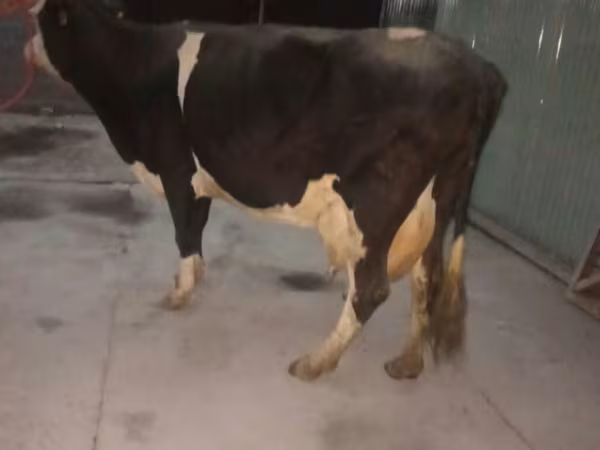 Razza Holstein