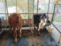 Lembu jantan, Cattle — foto 2
