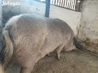 Scrofa, Мангалица — foto 6