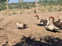 Ducks — รูปภาพ 5