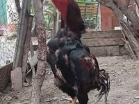 Chickens — عکس 5