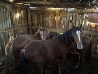 Konji (partija, pol nije naveden), Horse breed — fotografija 1