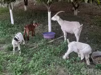 Koza, Alpine goat — zdjęcie 1