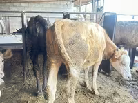 วัวตัวเมีย, Swiss cattle — รูปภาพ 6