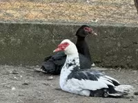 Ducks — الصورة 1