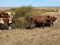 காளை, ஹெரெஃபோர்ட் — புகைப்படம் 5