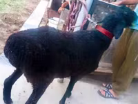 Beran, Hissar sheep — foto 1