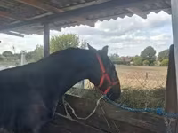 Kůň, Koně — foto 2