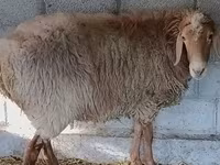 Овен, Rhon sheep — снимка 8