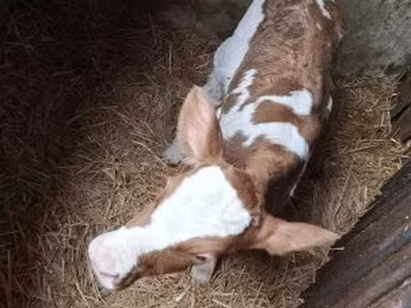 Kuh, Simmental cattle