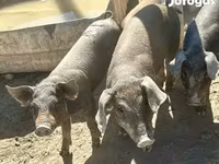 Schweine (Partie, Geschlecht nicht angegeben), Мангалица — Foto 1