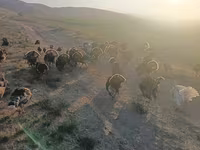 Turkeys — fotografija 8
