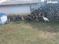 Turkeys — ፎቶ 1