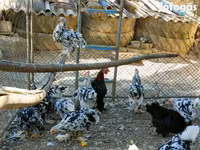 Pekinška bantam — fotografija 6