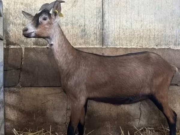 Capră, Alpine goat