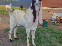 Buk, Gulabi goats — foto 5