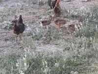 Ducks — عکس 1