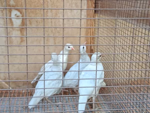 Quails — Kyrgyzstan
