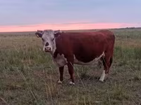 ላም, Latvian Blue cattle — ፎቶ 8