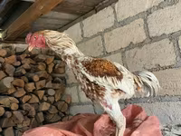 Chickens — foto 4