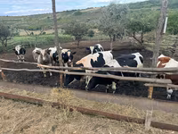 Toro, Ganado vacuno — foto 3