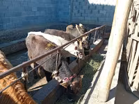 Bulle, Swiss cattle — Foto 1