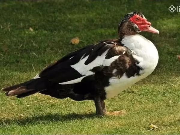 Ducks