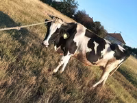 ثور, Russian Black pied cattle — الصورة 4