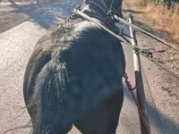 Kůň, Koně — foto 3